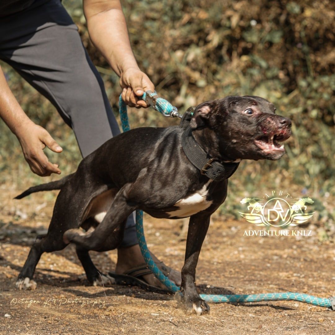 Photo of the dog