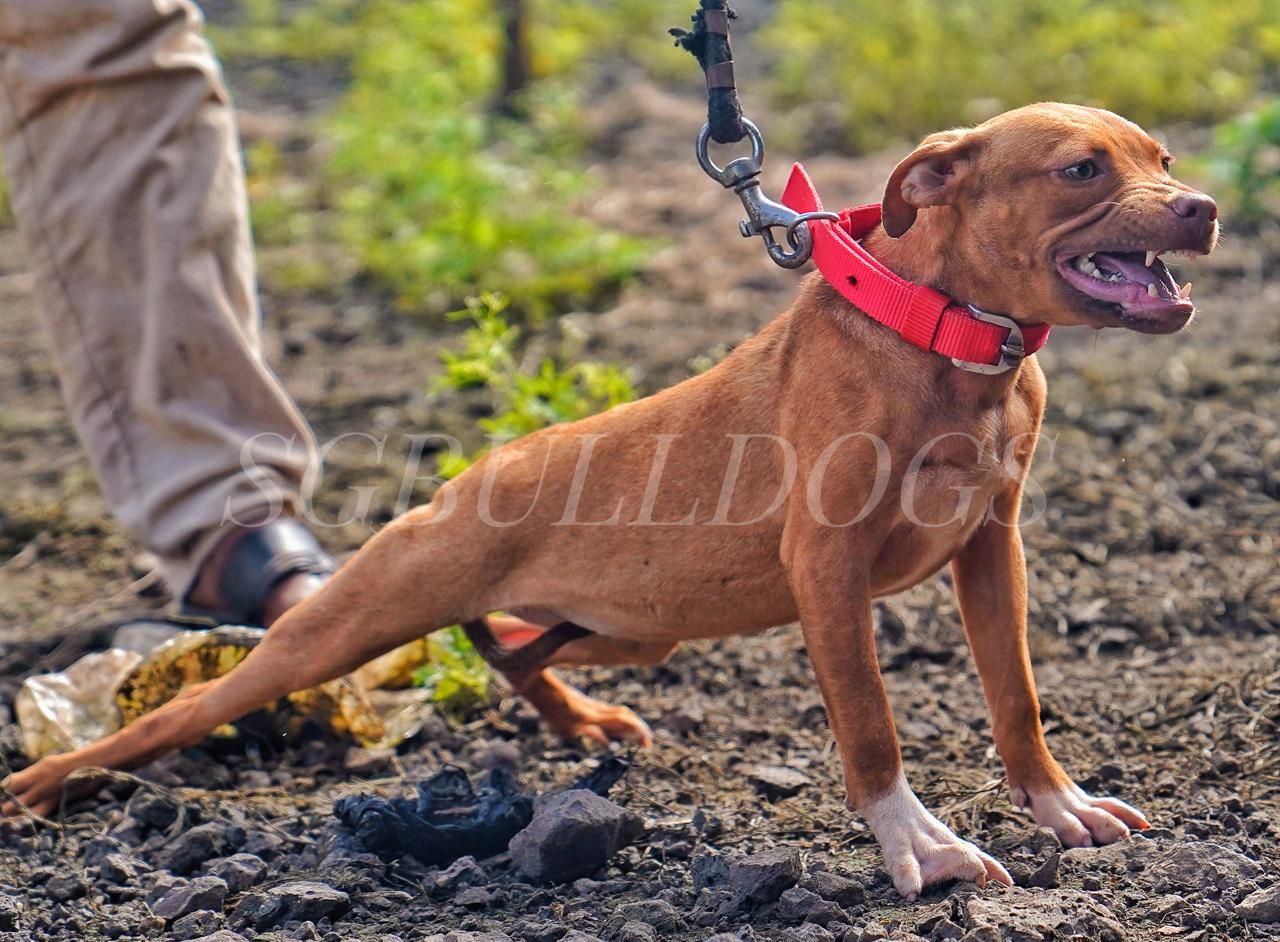 Photo of the dog