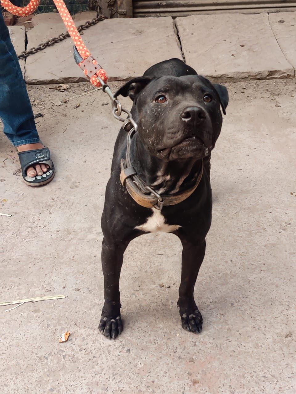 Photo of the dog