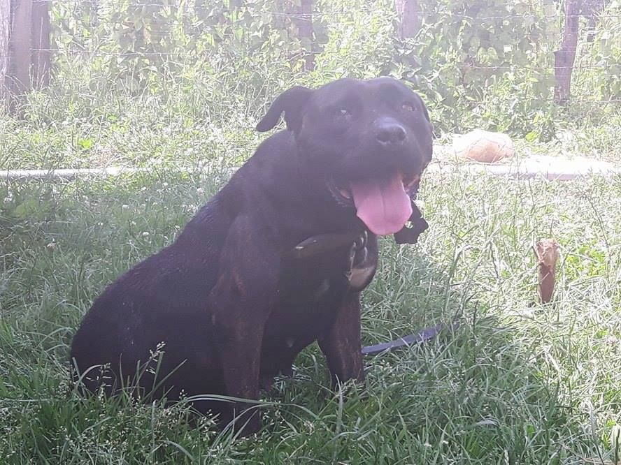 Photo of the dog