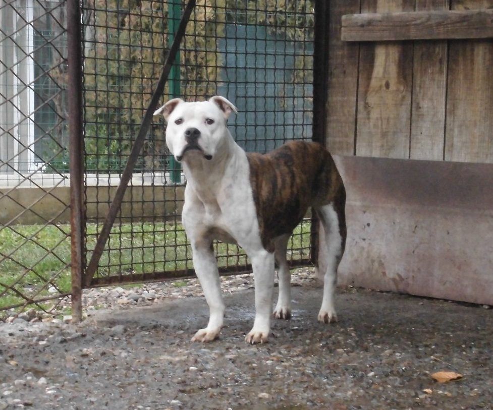 Photo of the dog