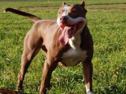 Photo of the dog
