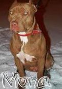 Photo of the dog