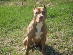 Photo of the dog