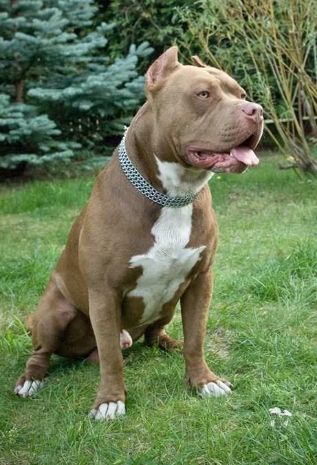 Photo of the dog
