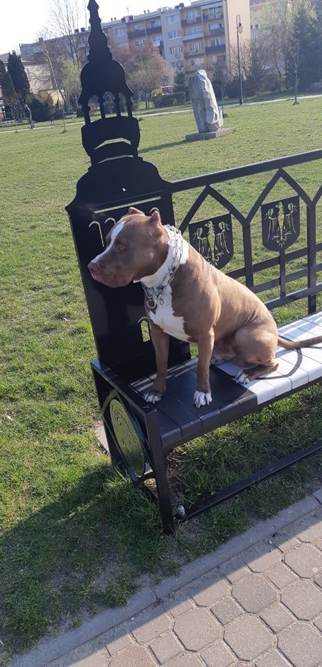 Photo of the dog