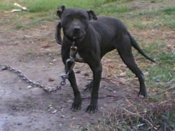 Photo of the dog