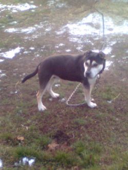 Photo of the dog
