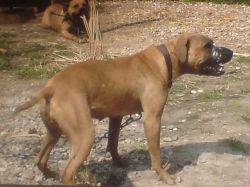Photo of the dog