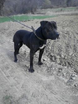 Photo of the dog