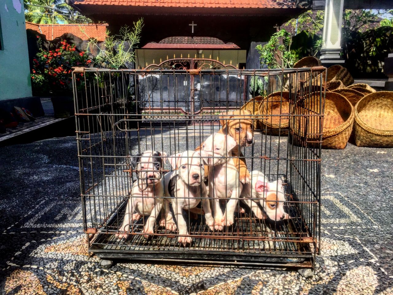 Photo of the dog