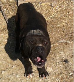 Photo of the dog