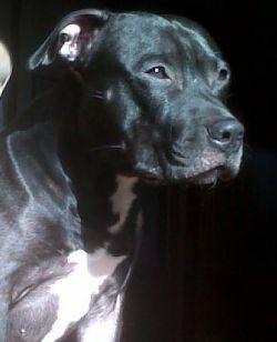 Photo of the dog