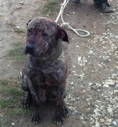 Photo of the dog