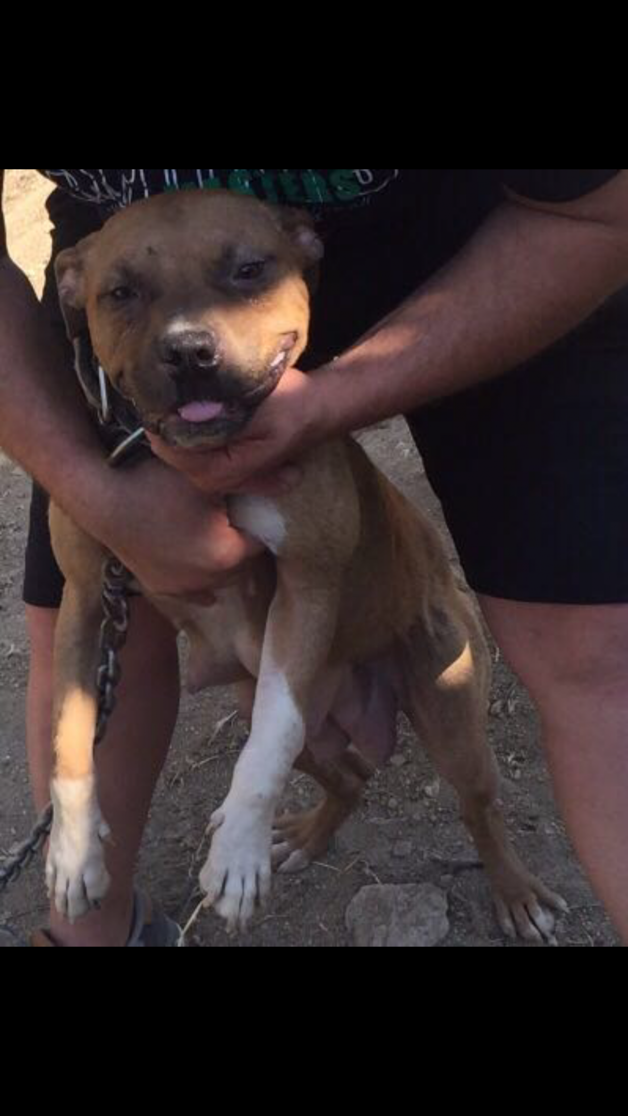 Photo of the dog
