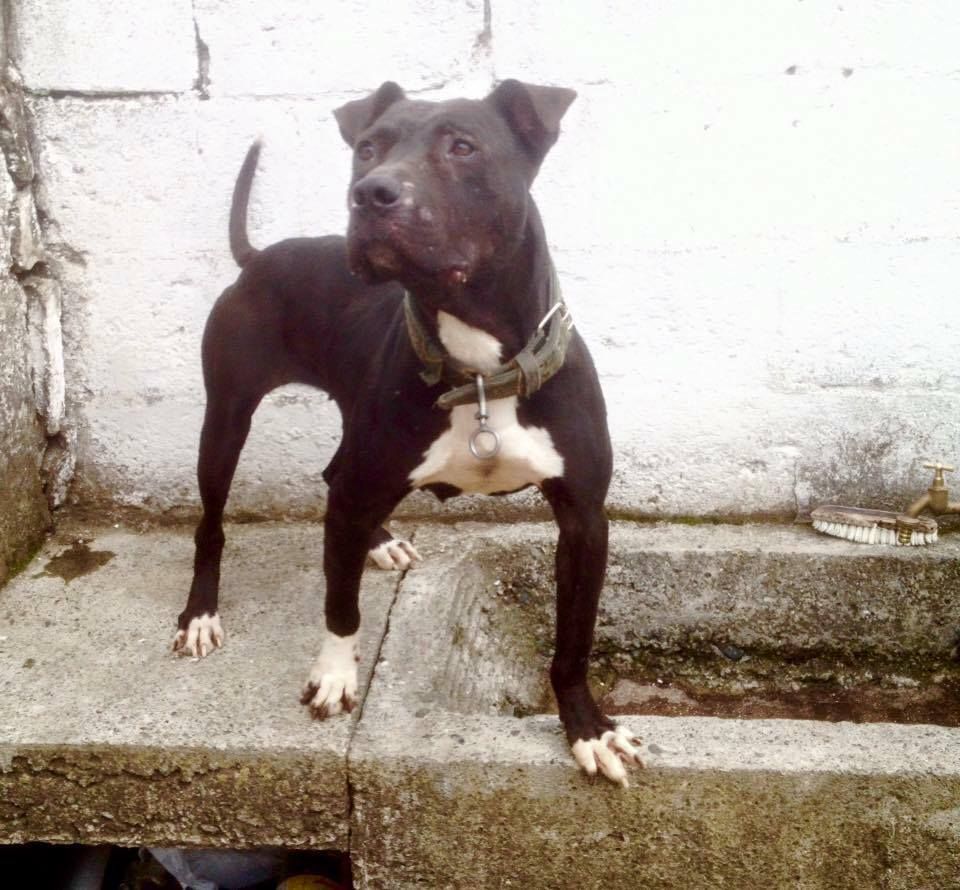 Photo of the dog
