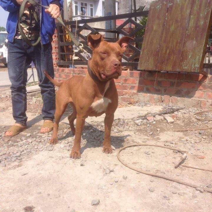 Photo of the dog
