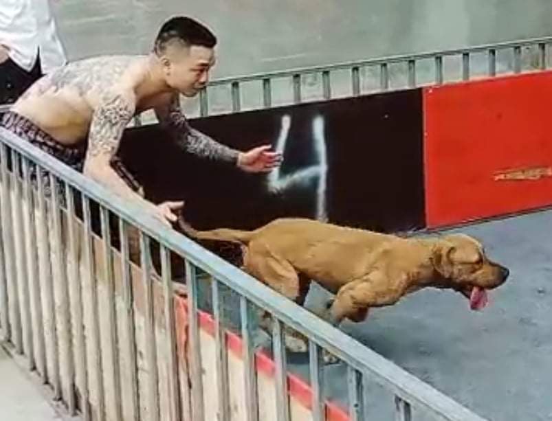 Photo of the dog