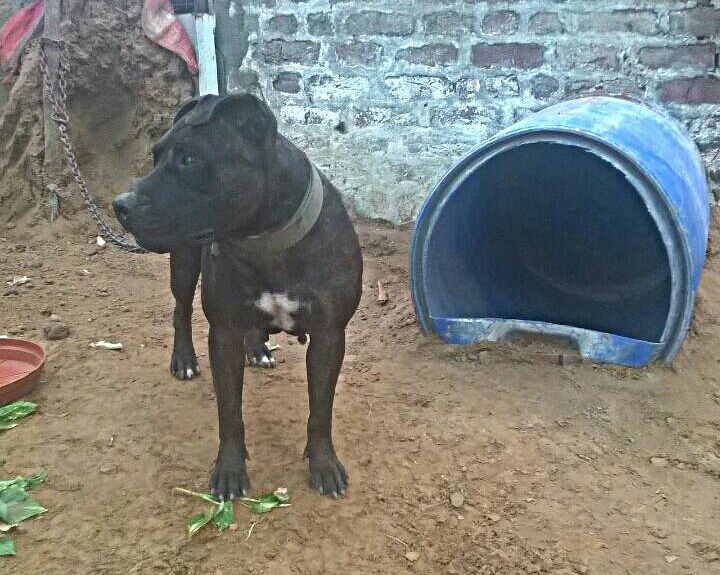 Photo of the dog