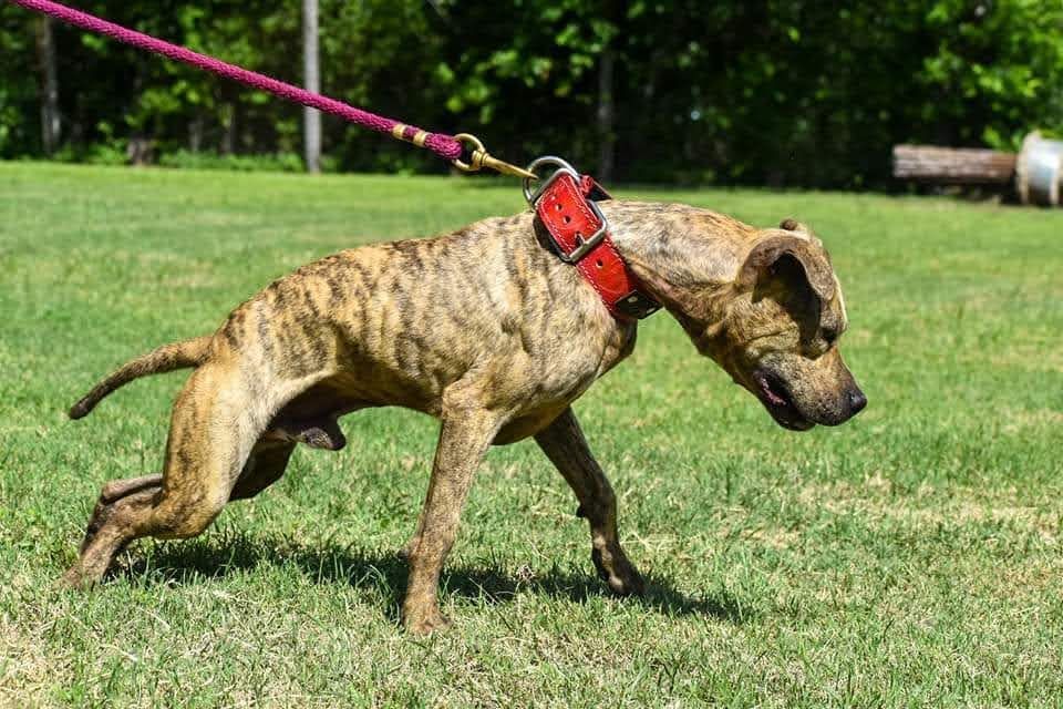 Photo of the dog