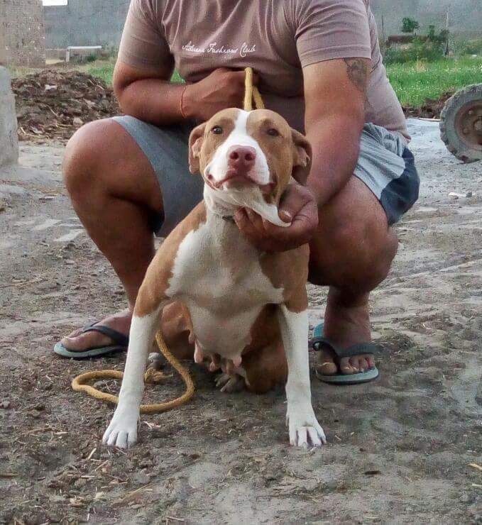 Photo of the dog