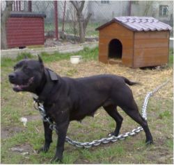 Photo of the dog
