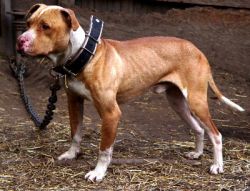 Photo of the dog