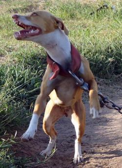 Photo of the dog