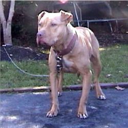 Photo of the dog