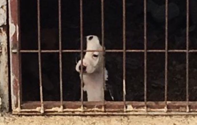 Photo of the dog