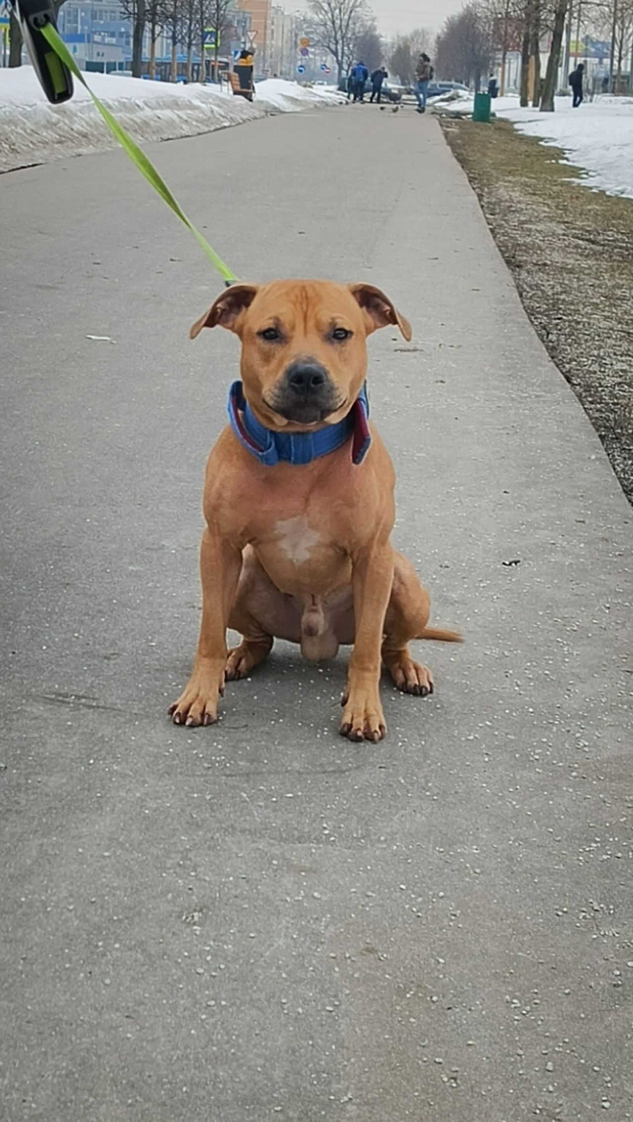 Photo of the dog