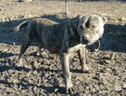 Photo of the dog