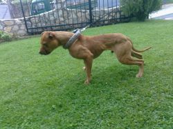 Photo of the dog