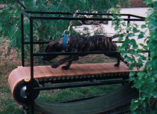 Photo of the dog