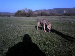 Photo of the dog