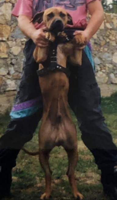 Photo of the dog