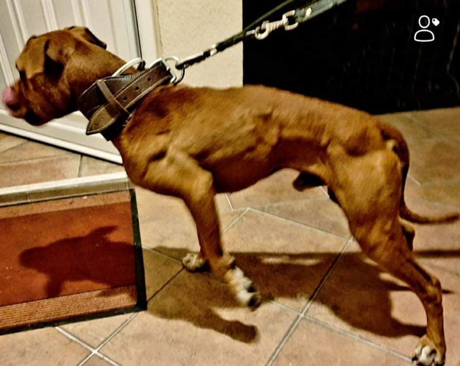 Photo of the dog