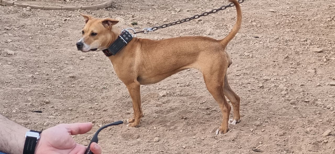 Photo of the dog