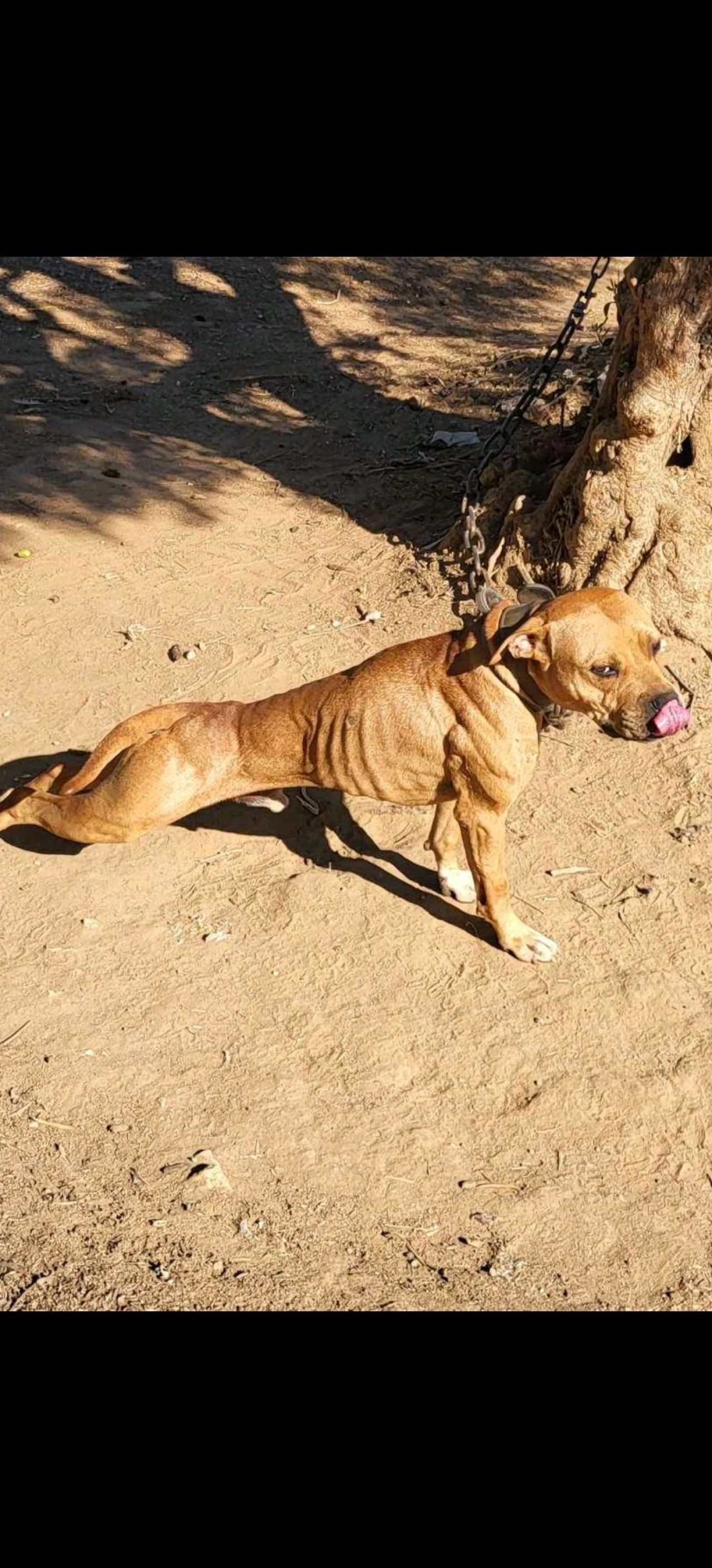 Photo of the dog