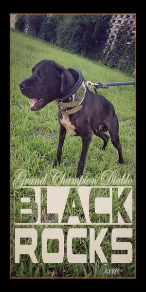 Photo of the dog