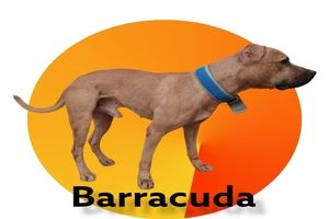 Photo of the dog