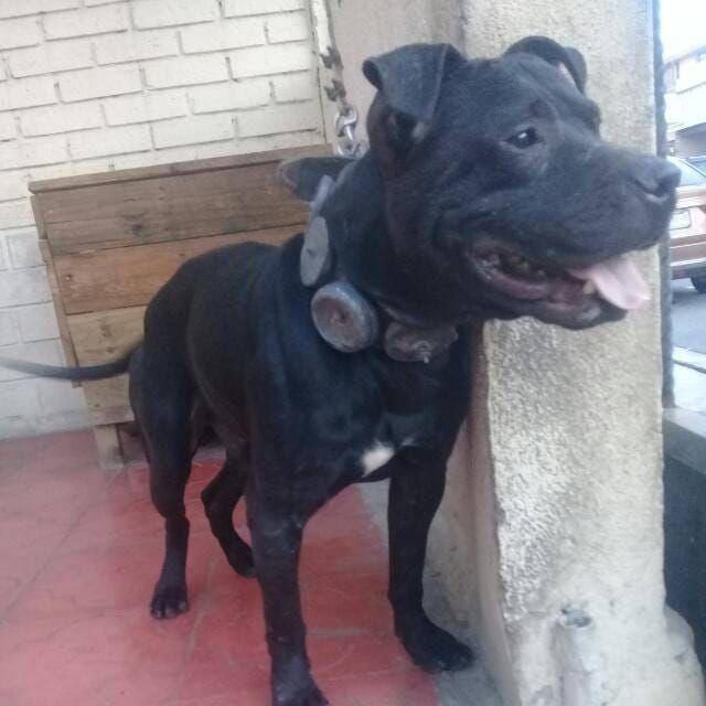 Photo of the dog