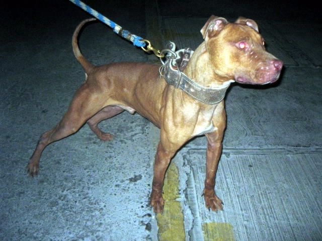 Photo of the dog