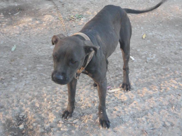 Photo of the dog