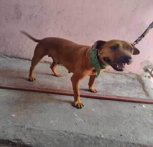 Photo of the dog