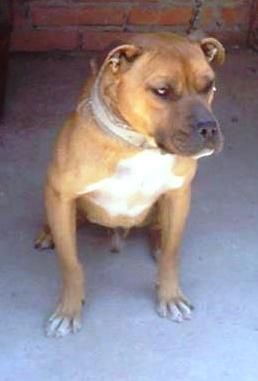 Photo of the dog