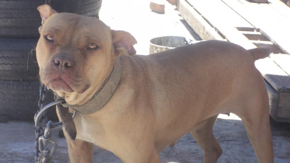 Photo of the dog