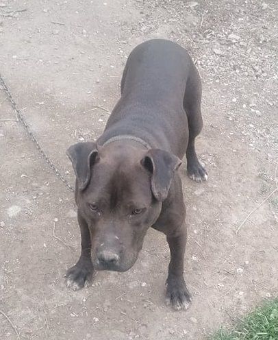 Photo of the dog