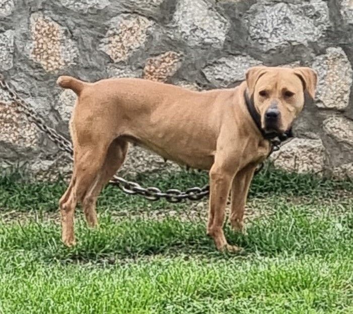 Photo of the dog