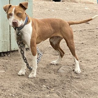 Photo of the dog